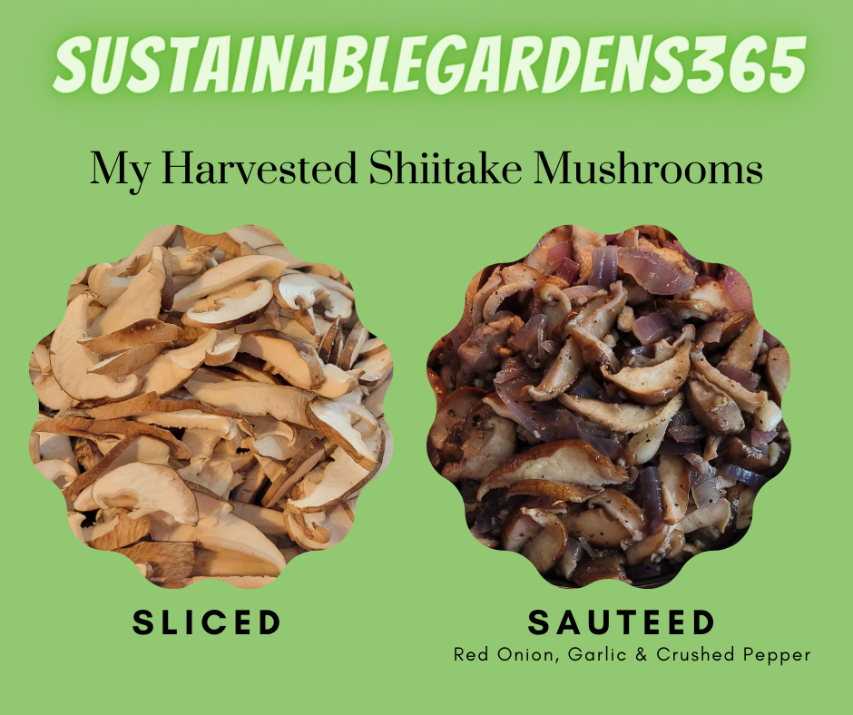 shiitake mushrooms (2)