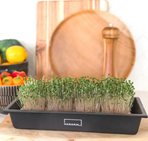 Grow Your Own Microgreens at Home! hamama microgreens