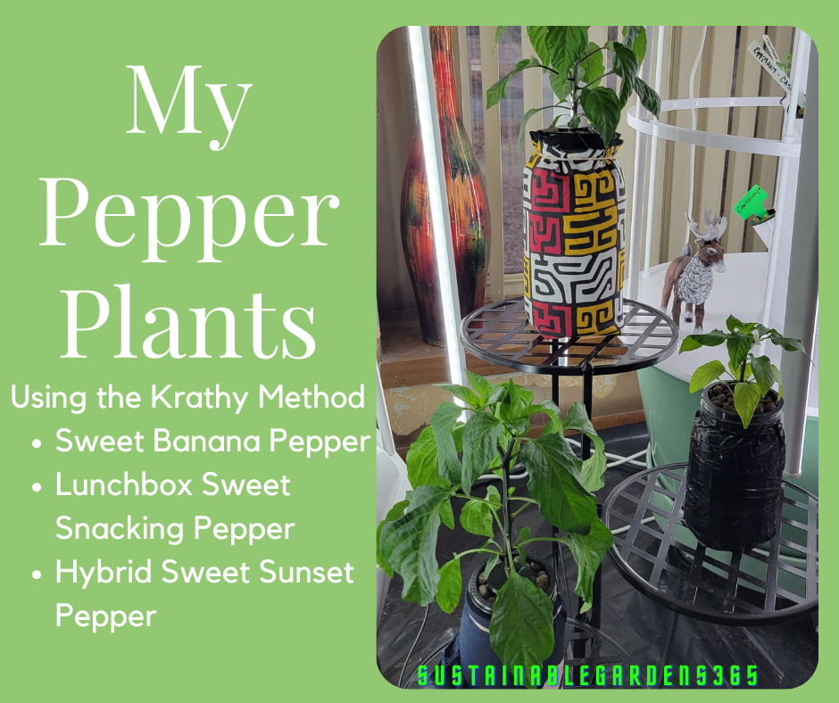 pepper plants