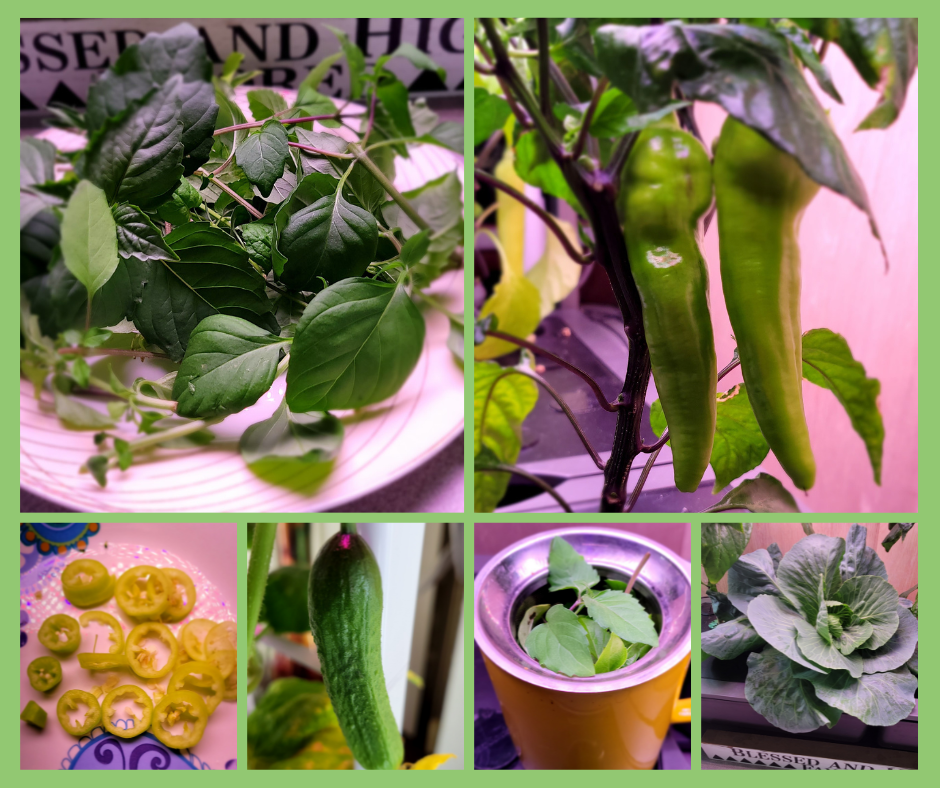 aeroponic & hydroponic (2)