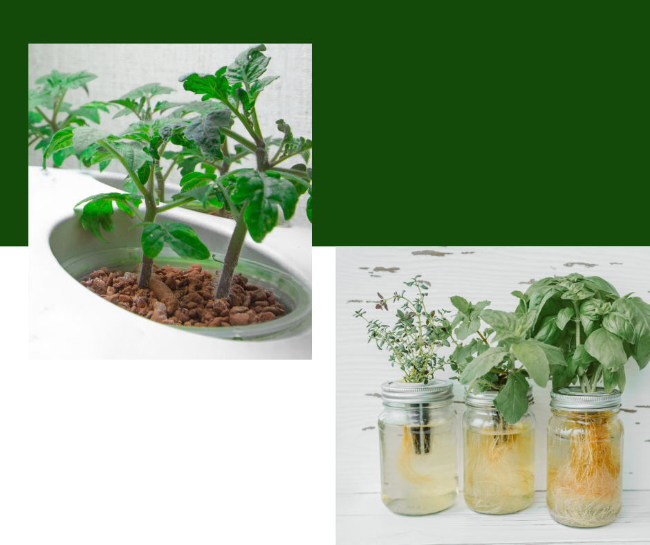 the ultimat guide to indoor gardening