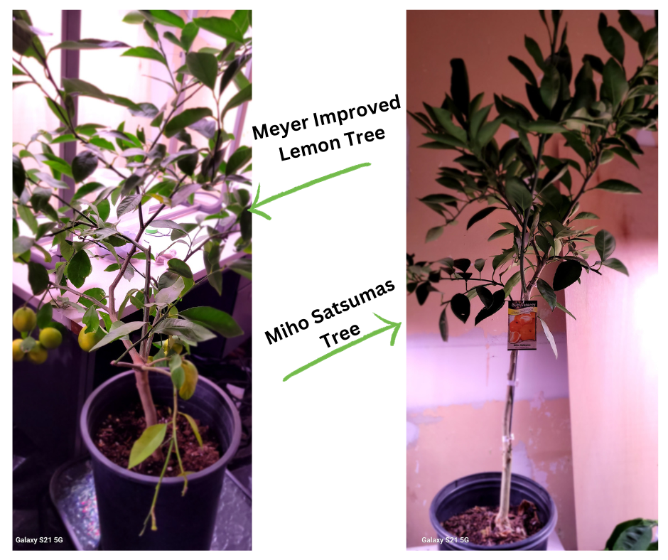 meyer lemon fruit and hiho satsumas tree