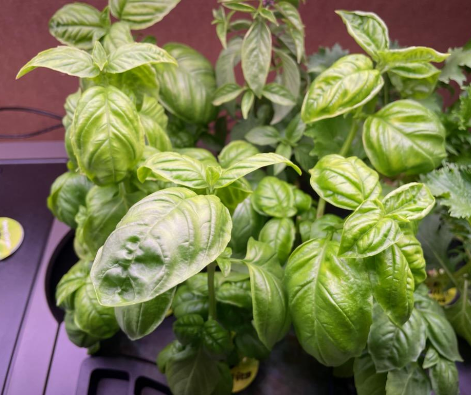 genovese basil