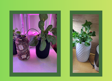 mason jars