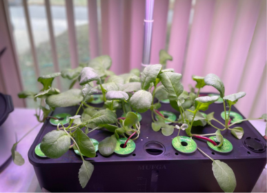 click and grow (1)