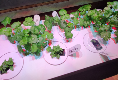Click and Grow 9 Smart Garden full of herbs