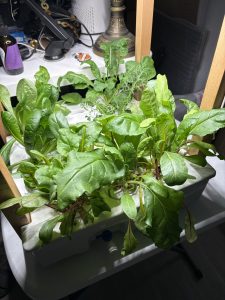 17 pod Indoor garden full of lettuce