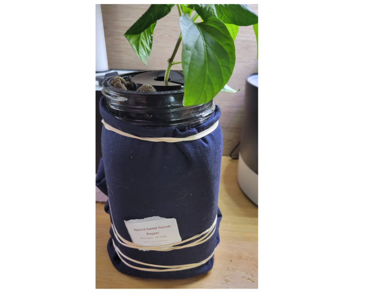 Indoor mason jar hydroponic pepper plant with covered jar to prevent algae, beginner-friendly soil-less indoor gardening