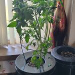 Tomato plant growing in a deep water culture hydroponic pail.