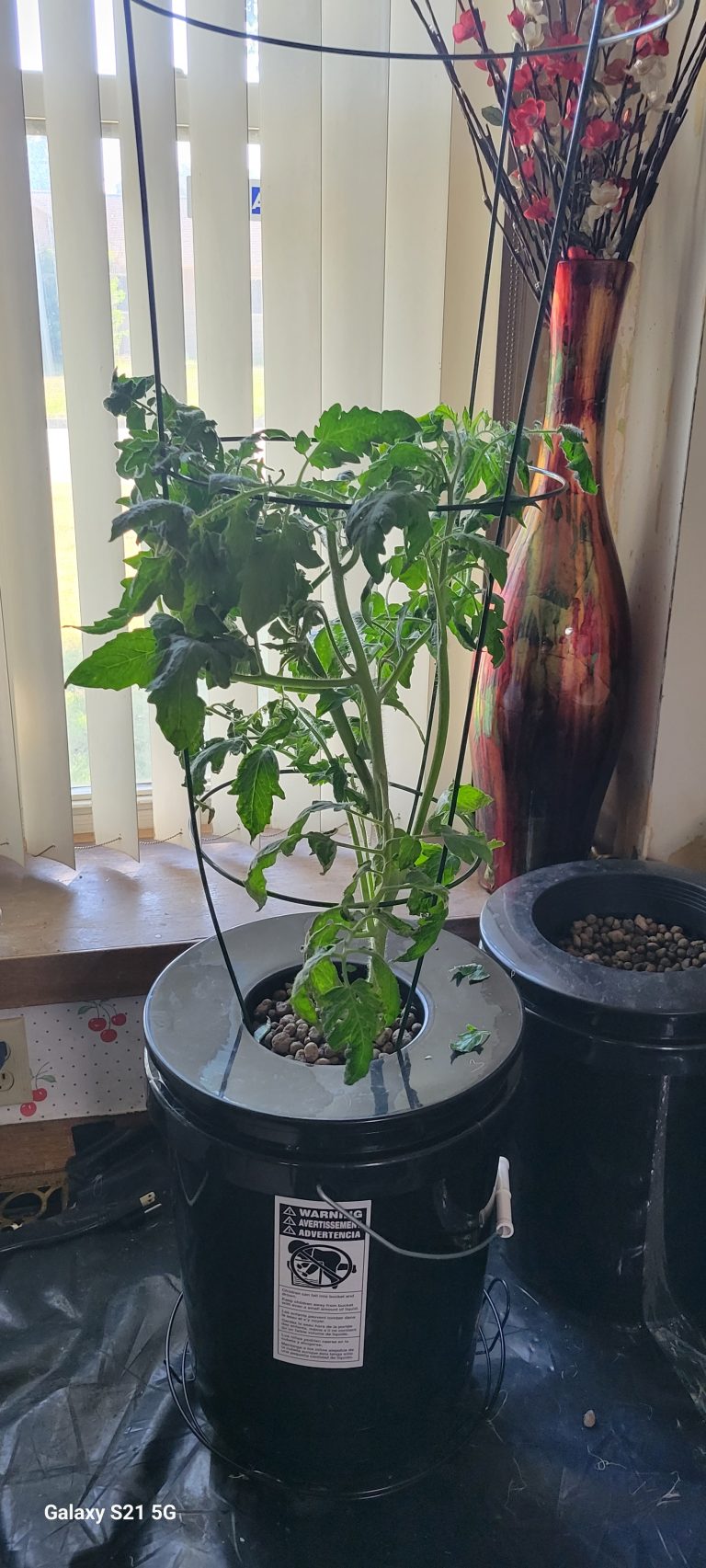 tomatoes in hydroponic grow pail
