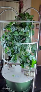 broccoli, spinach and caabbage in my kitchen march 2023
