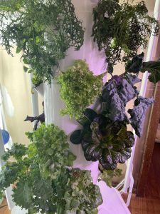 lettuce and herbs