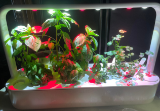 Countertop smart garden with built-in grow lights and mature indoor plants