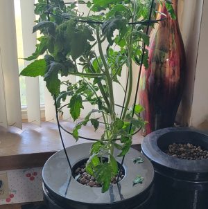 tomatoes in hydroponic grow pail