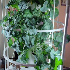 broccoli, spinach and caabbage in my kitchen march 2023